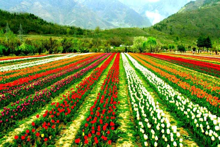 Asia’s largest Tulip Garden in Srinagar to open for visitors on March 16