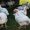 Chicken prices near Rs 200 per kg, eggs touch Rs 250 per tray in Bandipora
